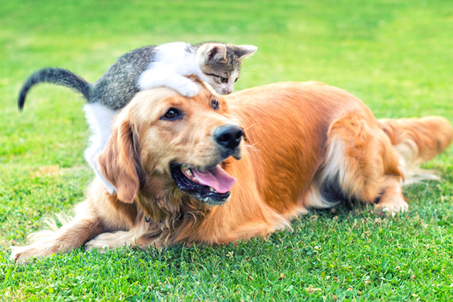 Tips for Moving from Clinical Veterinary Practice to the Animal Health Industry